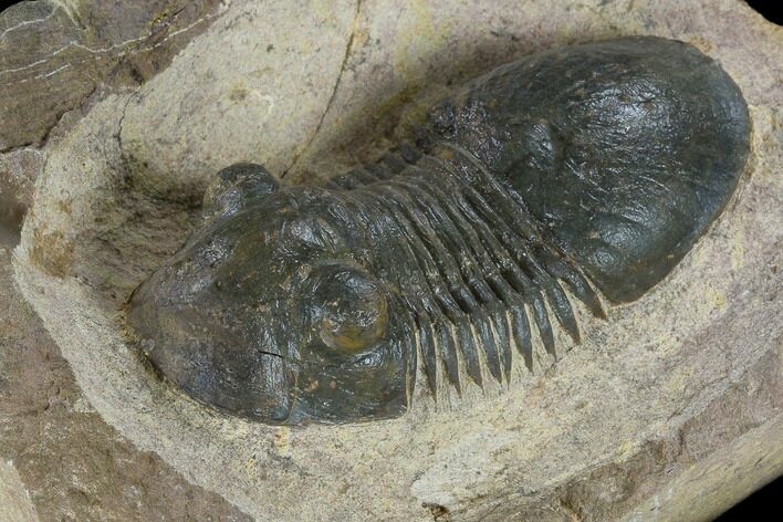 Bargain, Paralejurus Trilobite - Atchana, Morocco #119029